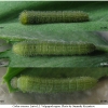 colias croceus larva2 volg